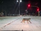 Puma cruzando la avenida Balbín de Río Gallegos durante la noche