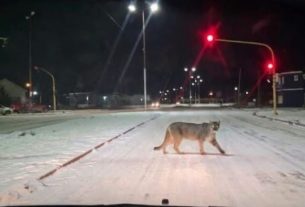 Puma cruzando la avenida Balbín de Río Gallegos durante la noche