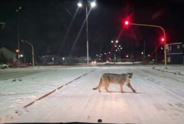 Puma cruzando la avenida Balbín de Río Gallegos durante la noche