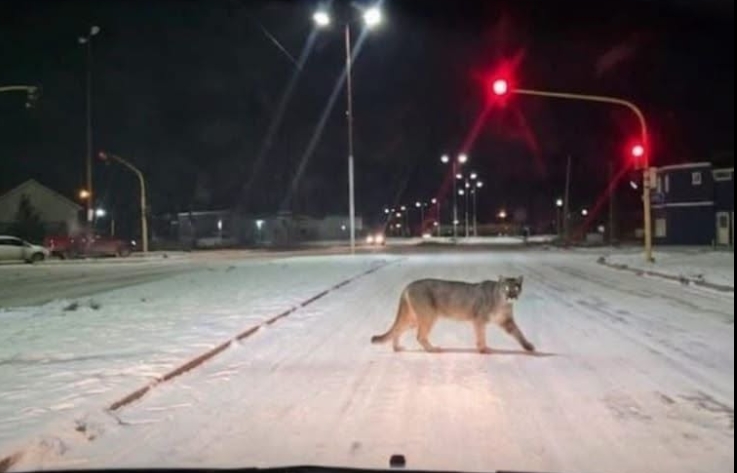 Puma cruzando la avenida Balbín de Río Gallegos durante la noche